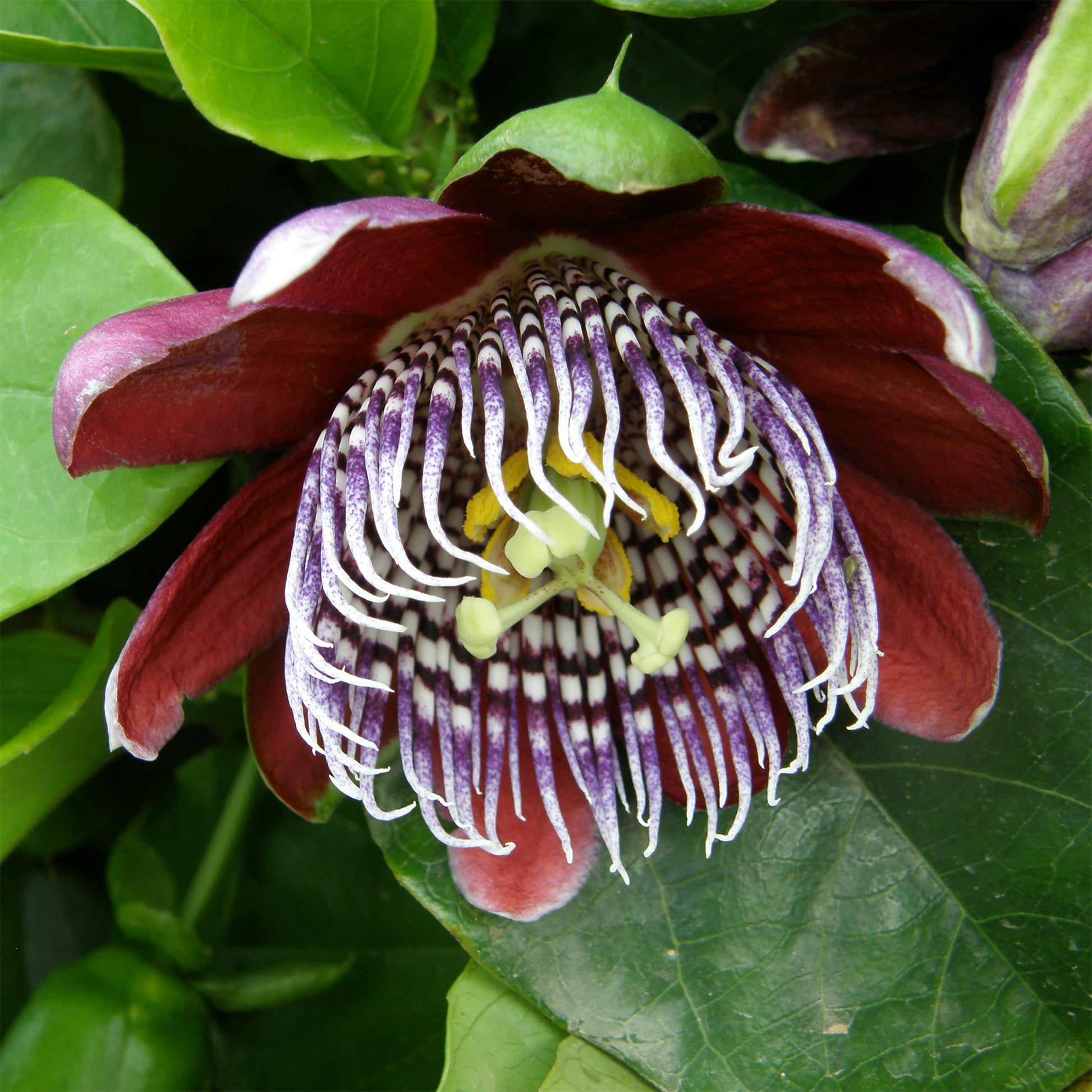 Wilder Grenadill/Flügelflieder - Passiflora alata - Bakker