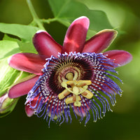 Passionsblume - Wilder Grenadill/Flügelflieder - Passiflora alata