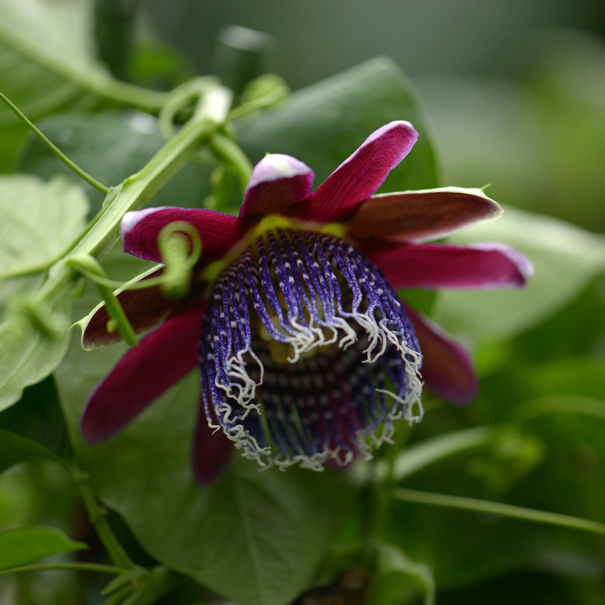 Riesen-Passionsblume - Passiflora alata