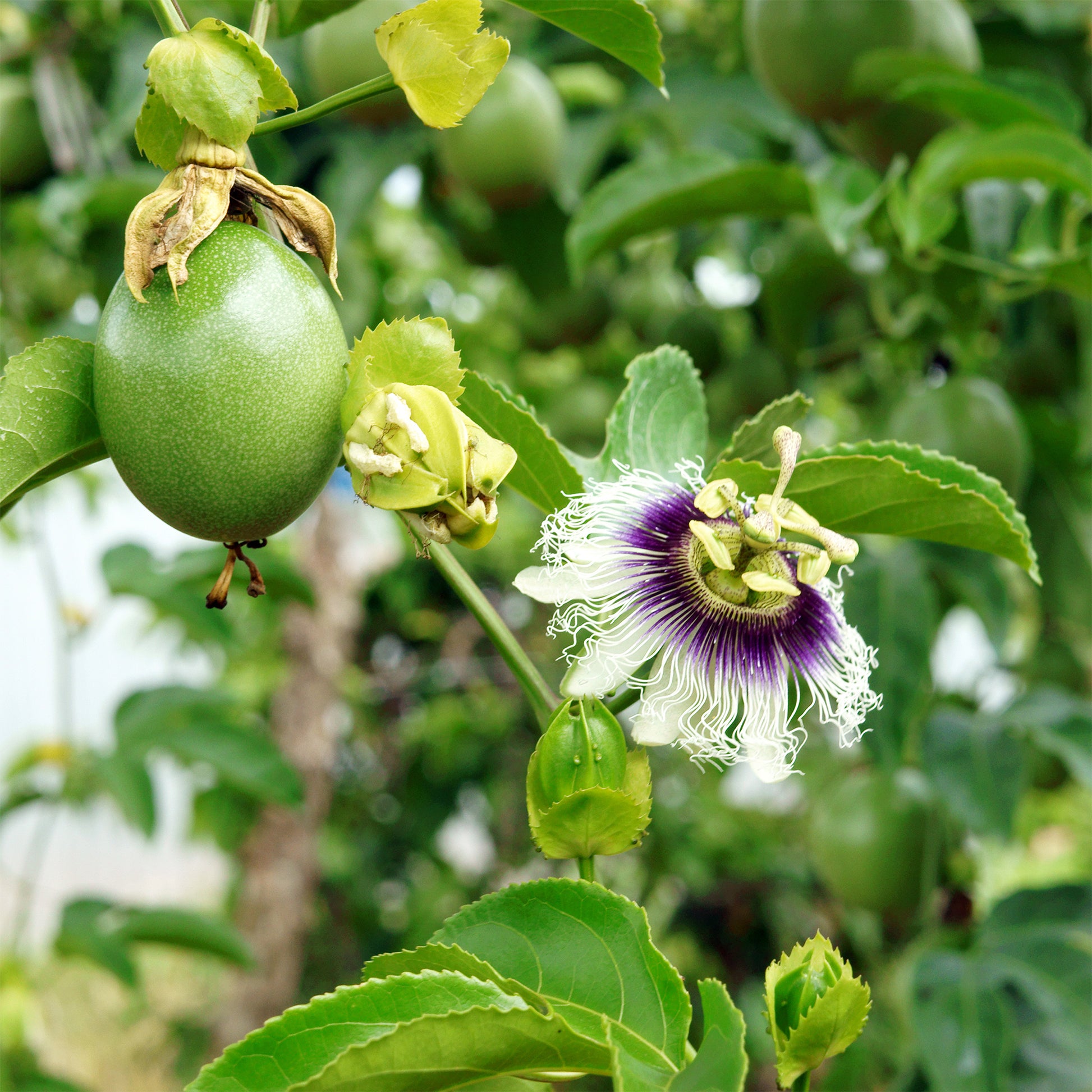 Passionsfrucht (Grenadille)  - Bakker