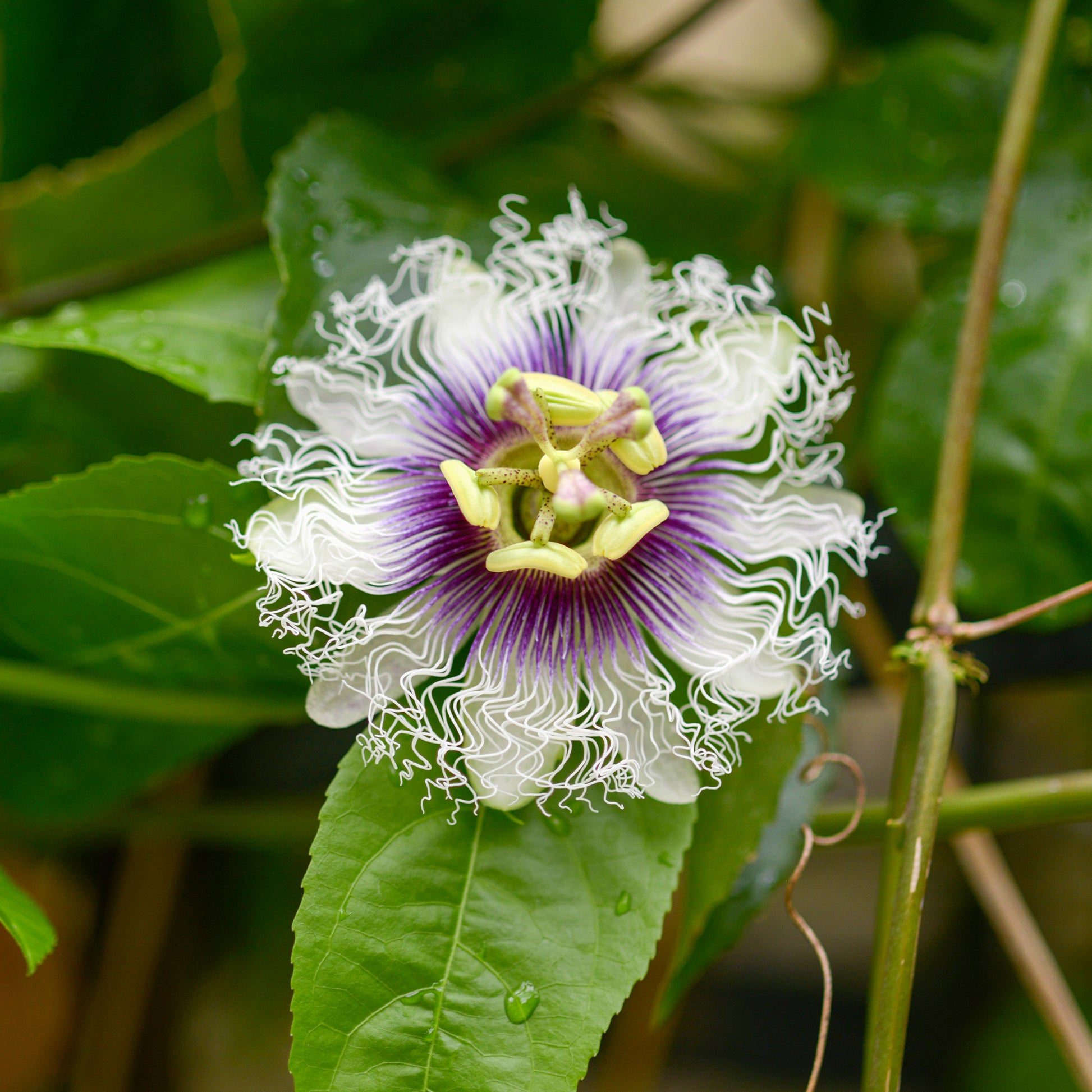 Passionsfrucht (Grenadille) - Passiflora edulis