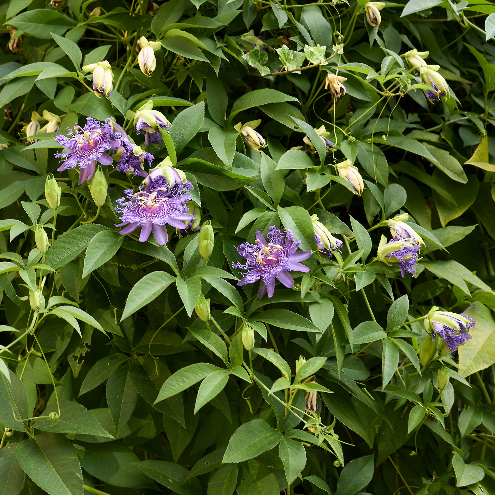 Passionsblume - Passionsblume - Passiflora incarnata