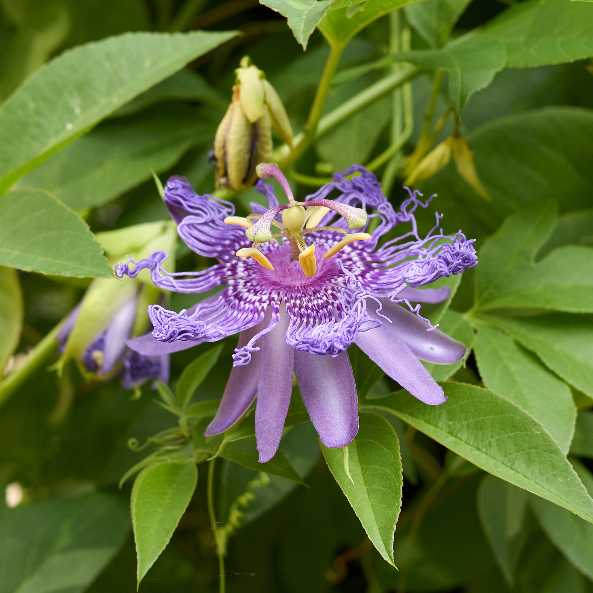 Passiflora incarnata - Passionsblume - Passionsblume