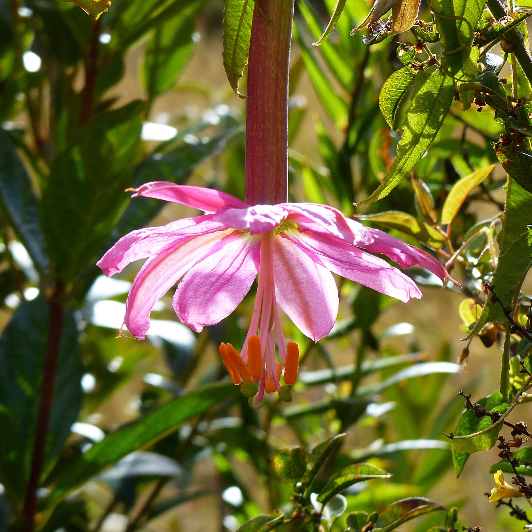 Passionsblume Banane - Bakker