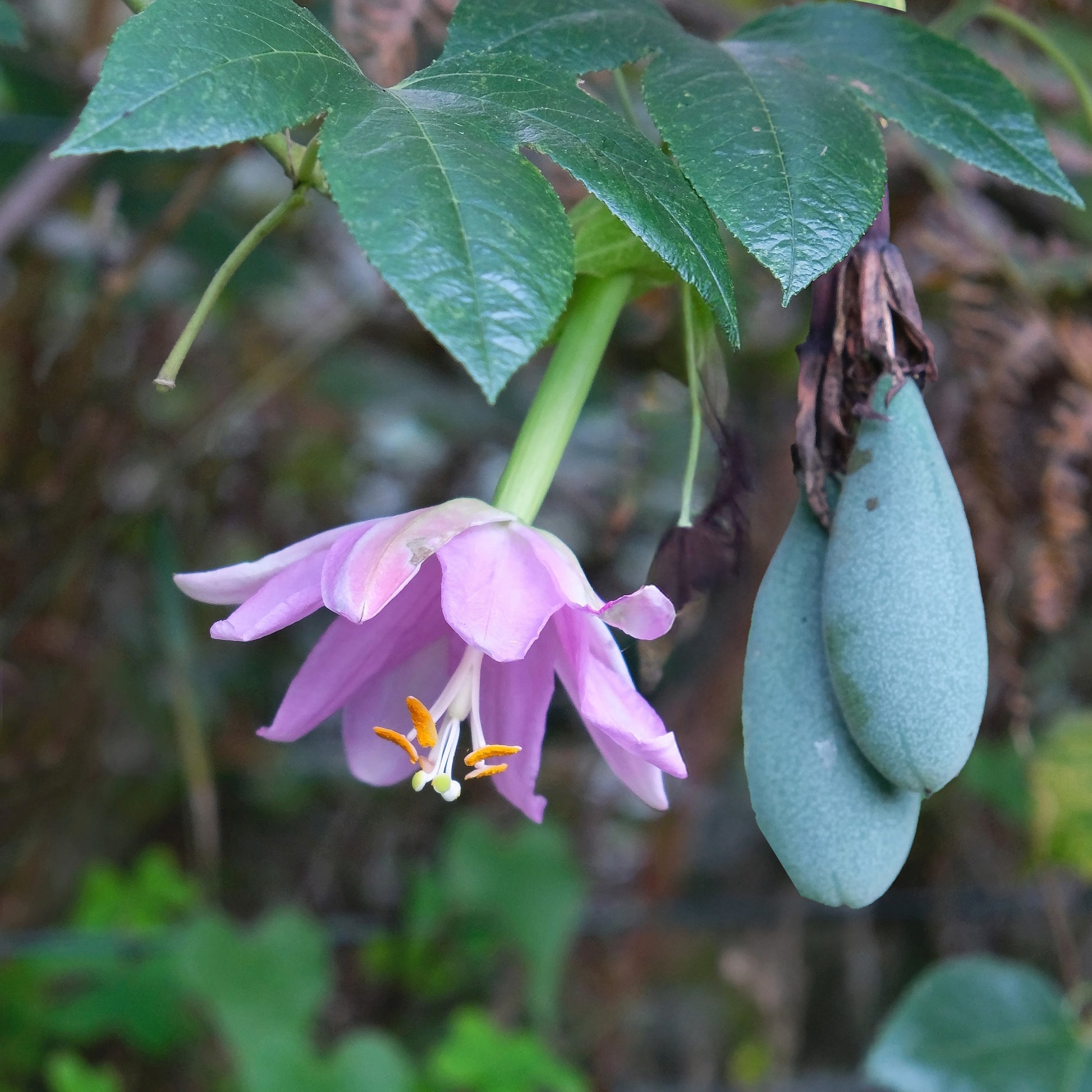 Passionsblume - Passionsblume Banane - Passiflora mollissima