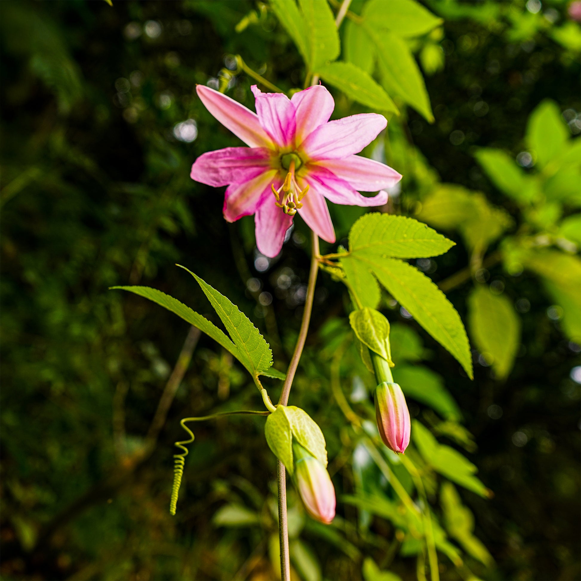 Passionsblume Banane - Passiflora mollissima - Bakker