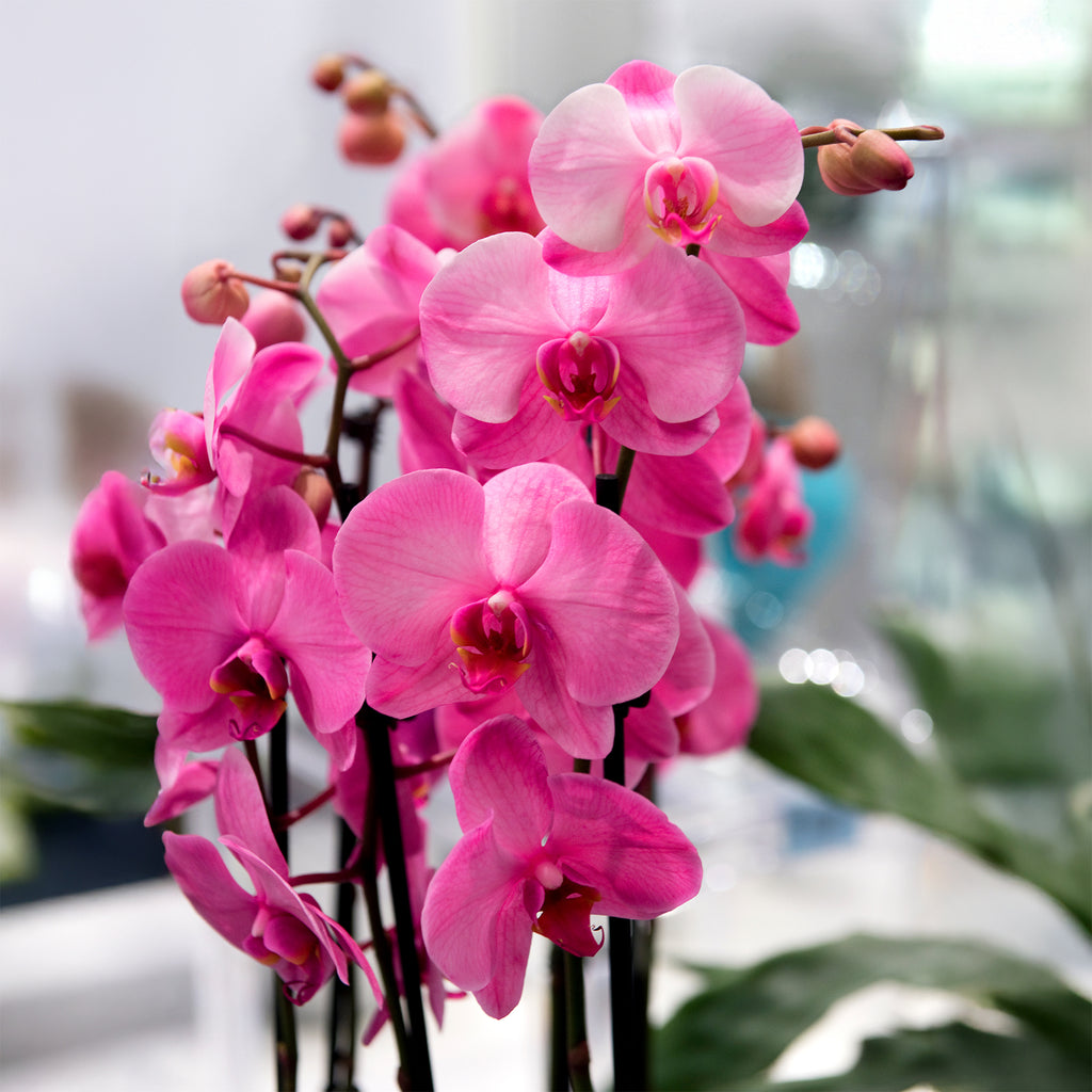 orchideen weiß rosa Orchidee rosa - Phalaenopsis rosa