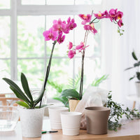 Orchidee rosa - Phalaenopsis rosa - Bakker