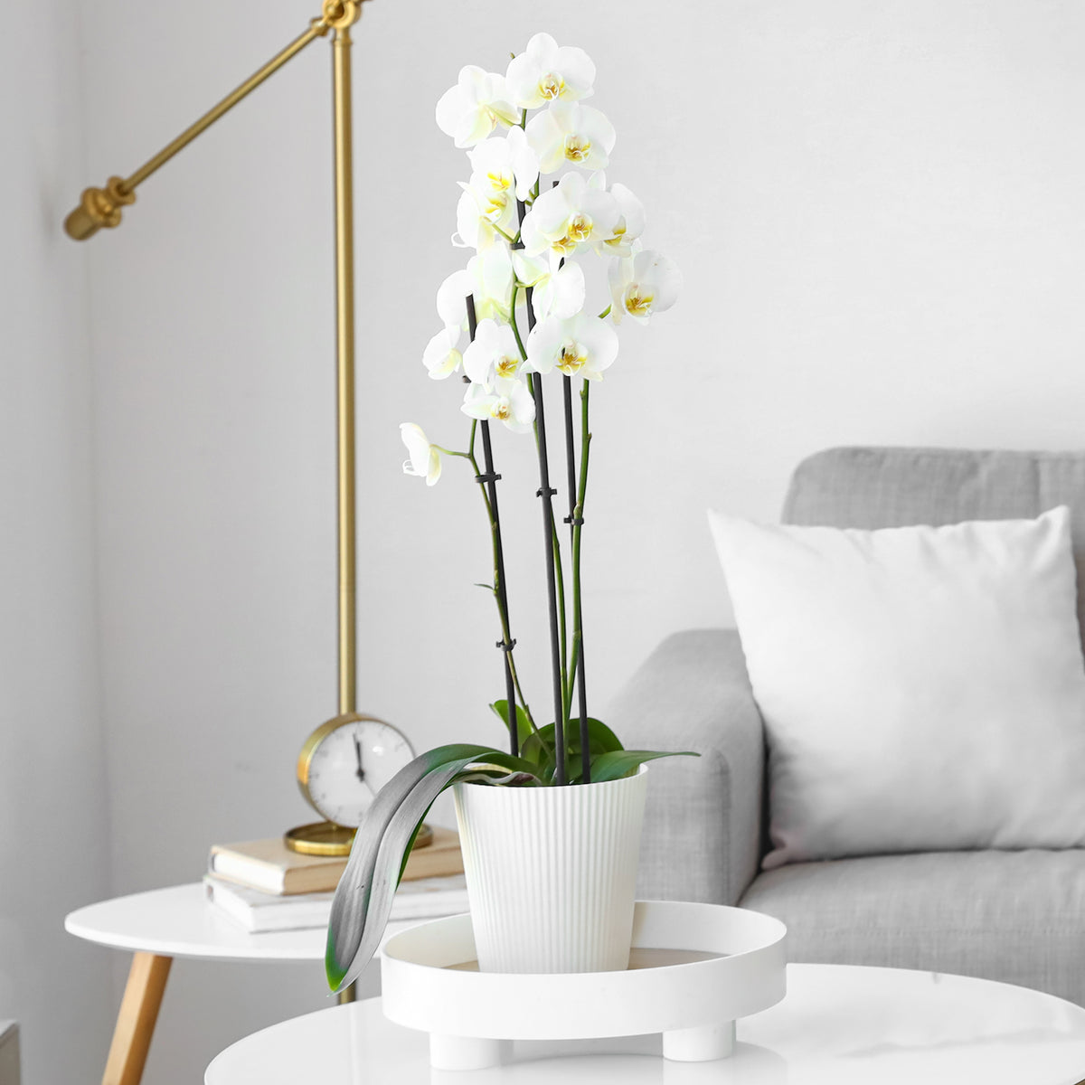 Phalaenopsis white - Weiße Phalaenopsis - Blühende Zimmerpflanzen