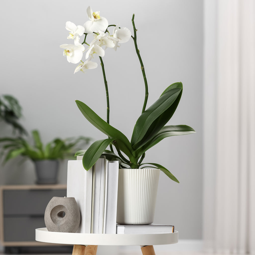 Weiße Phalaenopsis - Phalaenopsis white
