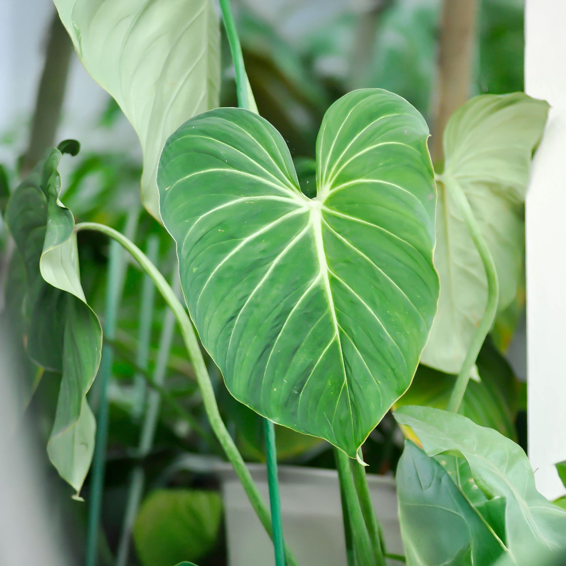 Philodendron - Philodendron Gloriosum - Philodendron Gloriosum