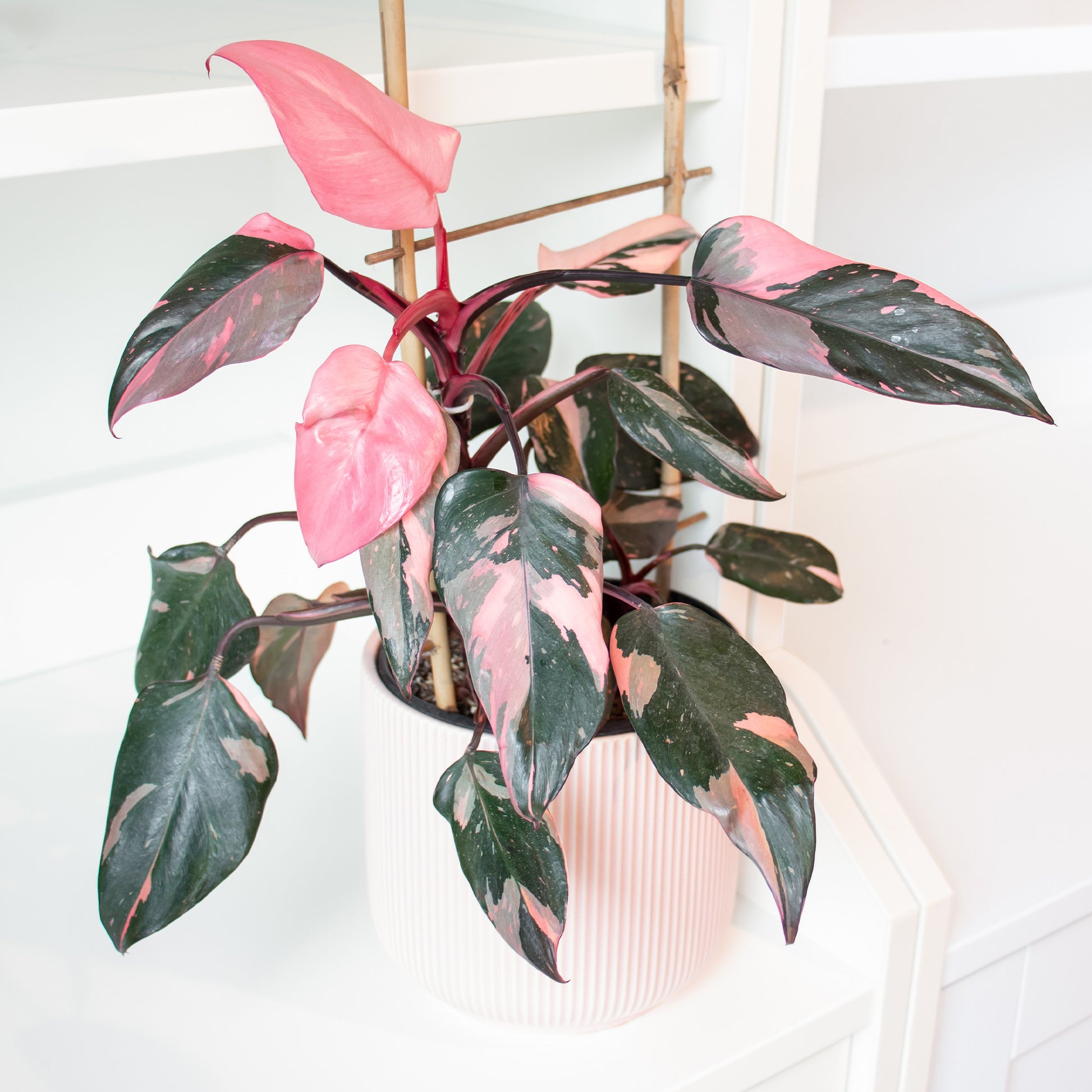 Philodendron Pink Princess - Philodendron Pink Princess - Philodendron