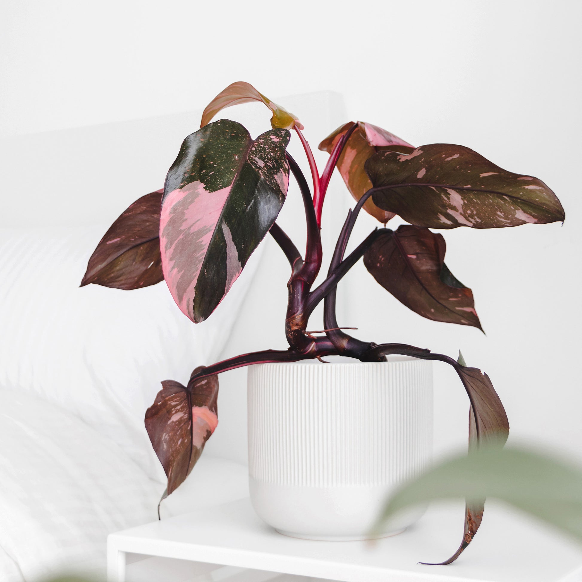 Philodendron Pink Princess - Philodendron Pink Princess