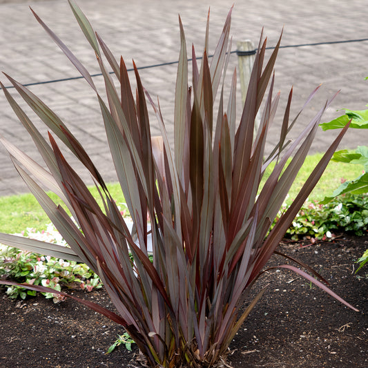 Phormium Black Adder ® (Schwarzer Beifuß) - Bakker