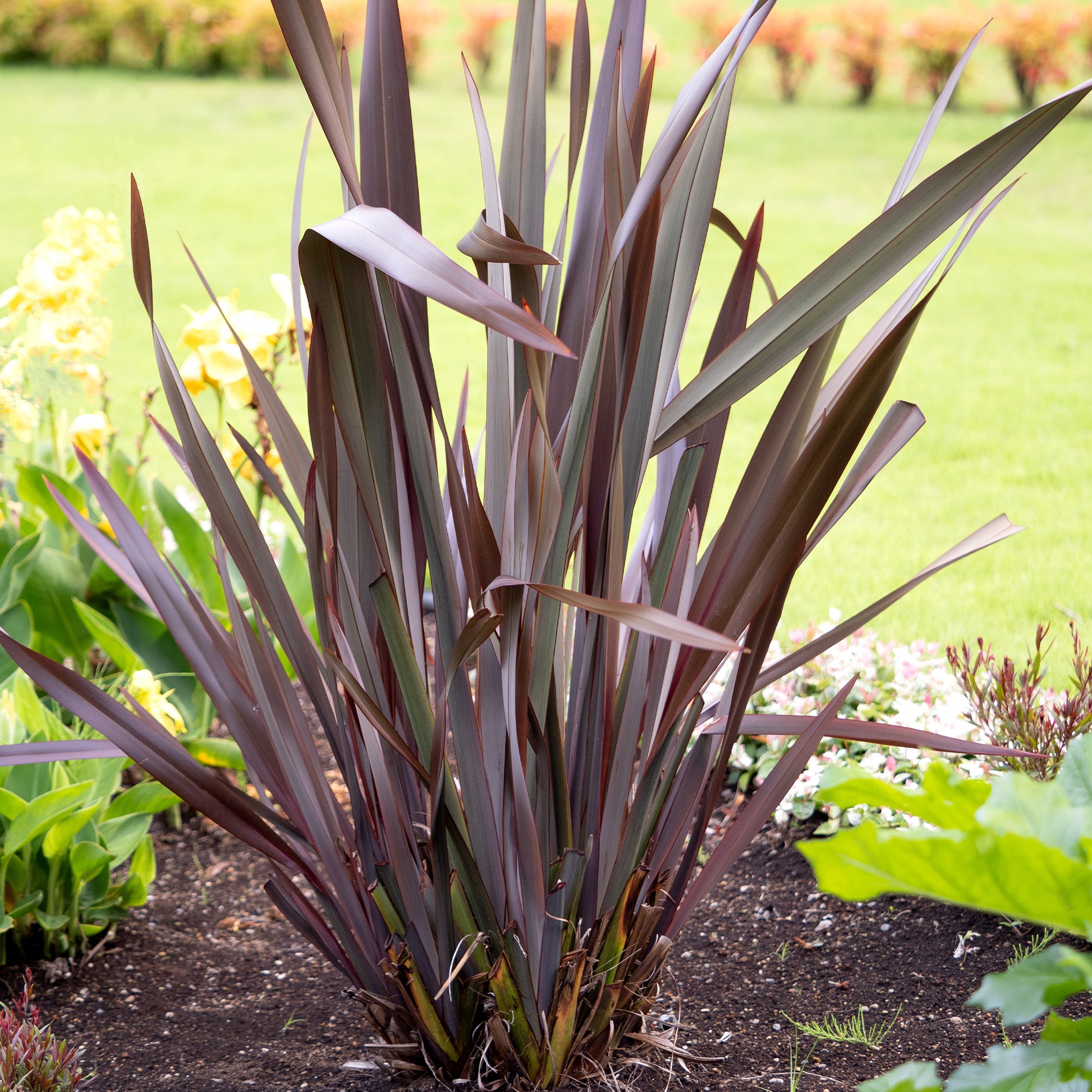 Phormium Black Adder ® (Schwarzer Beifuß) - Phormium tenax Black Adder ® - Bakker