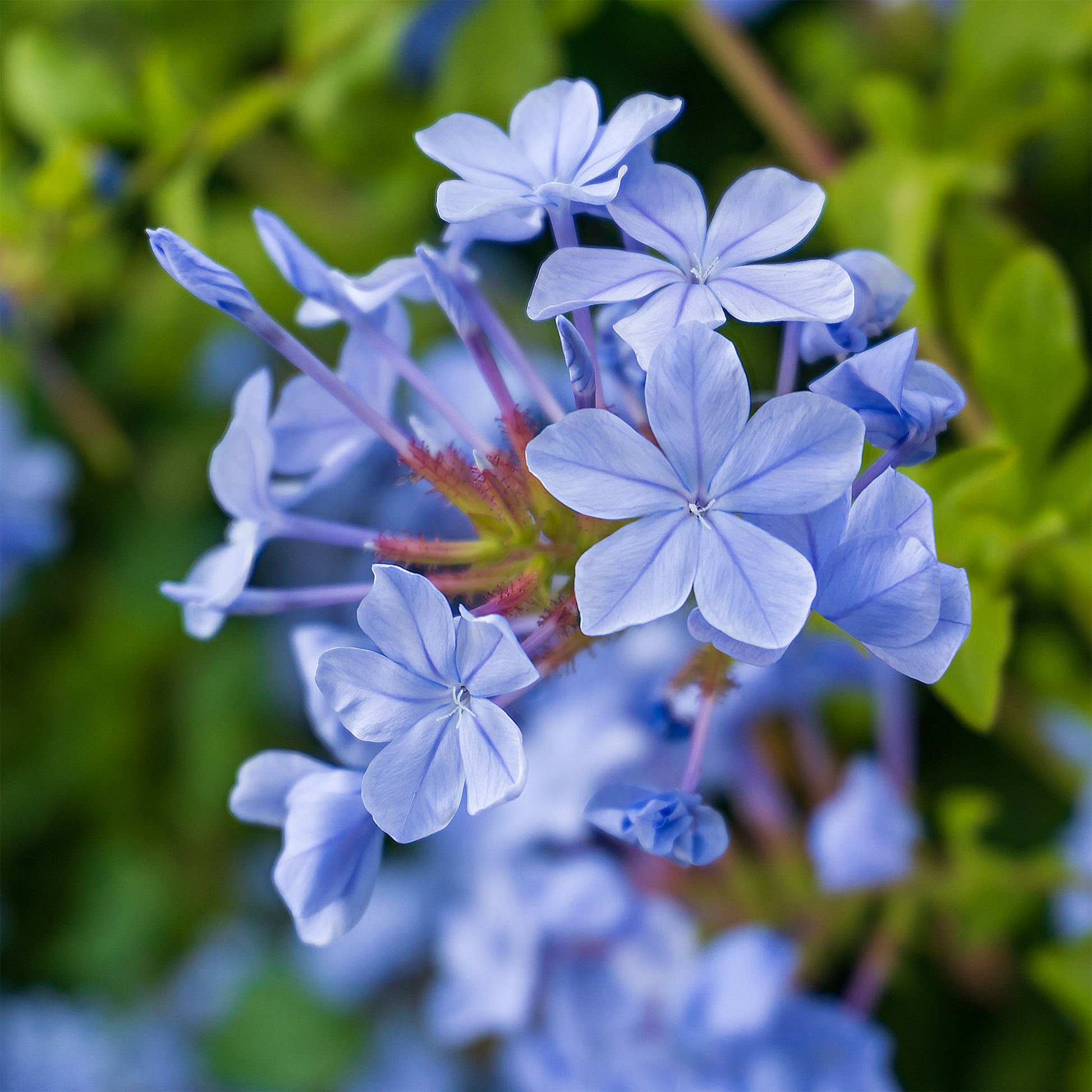 Kap-Spitzwegerich Dark Blue/Plumbago Dark Blue - Bakker