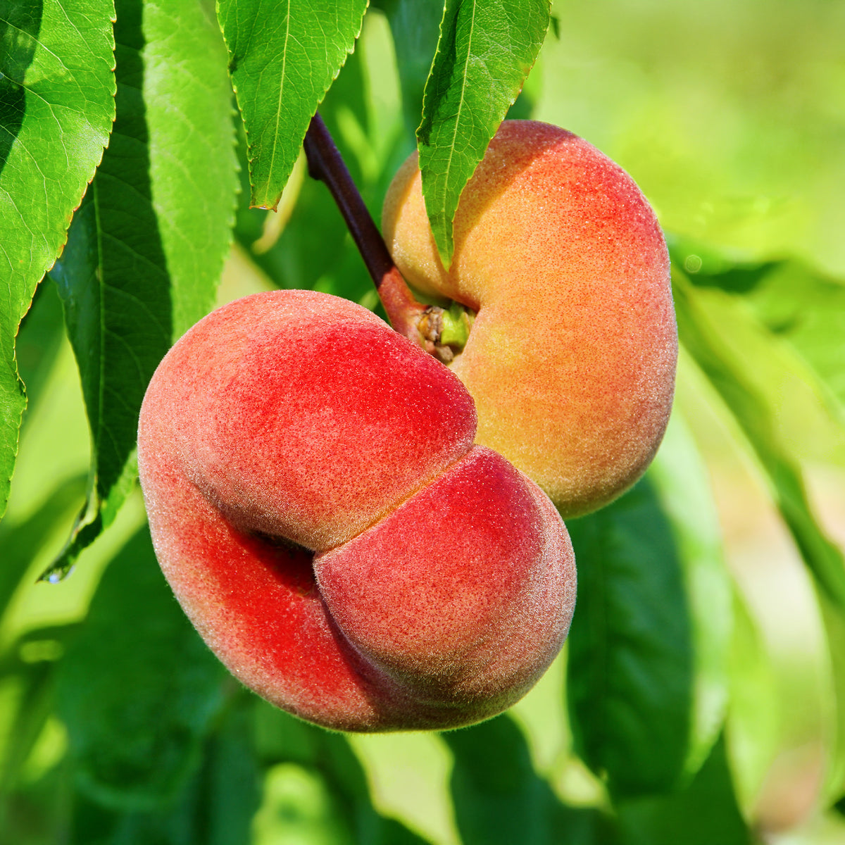 Pfirsich Saturn - Prunus persica Saturne - Bakker