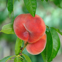 Verkauf Pfirsich Saturn