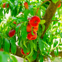 Pfirsich Saturn - Pfirsichbäume - Bakker