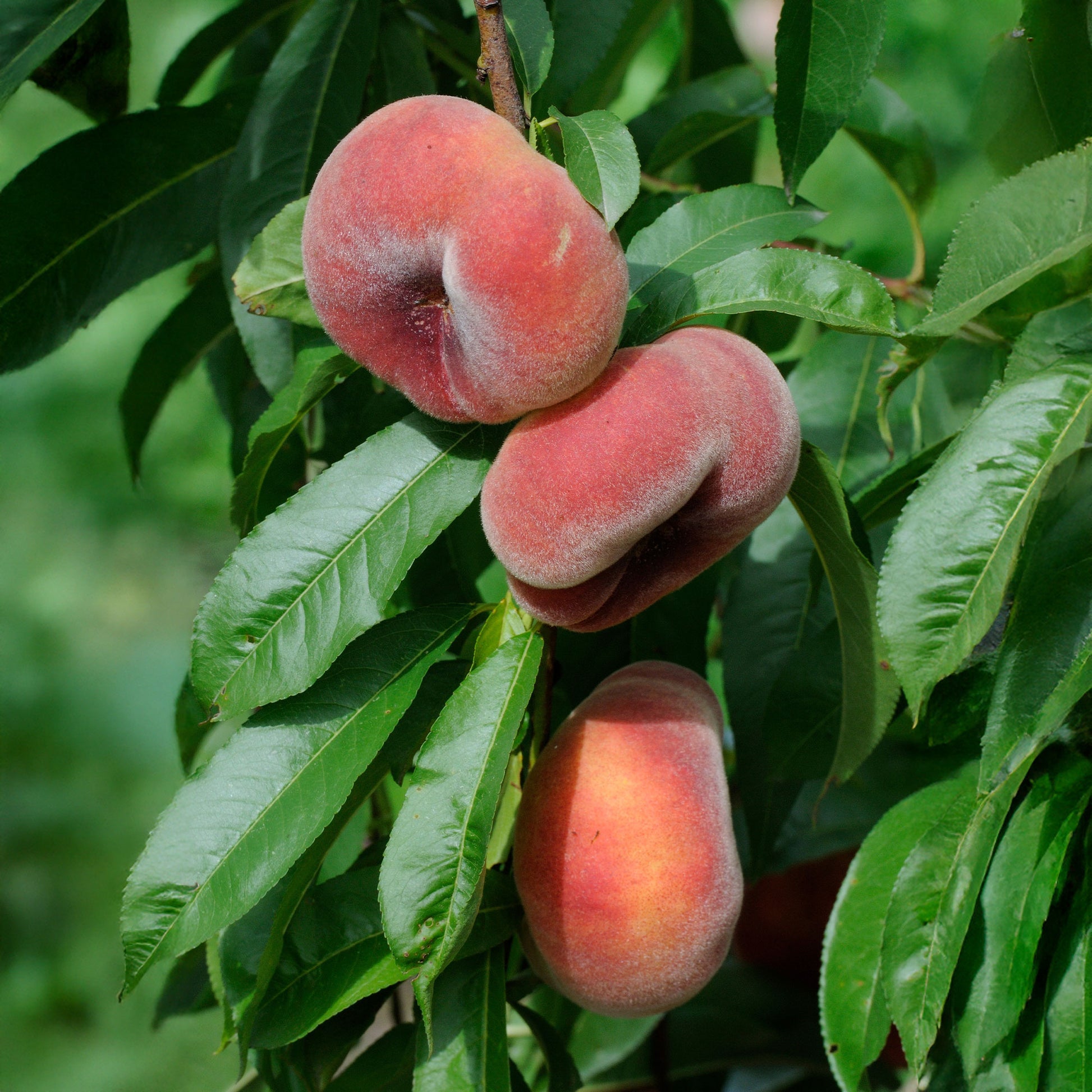 Verkauf Pfirsich Saturn - Prunus persica Saturne