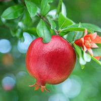 Granatapfelbaum - Bakker