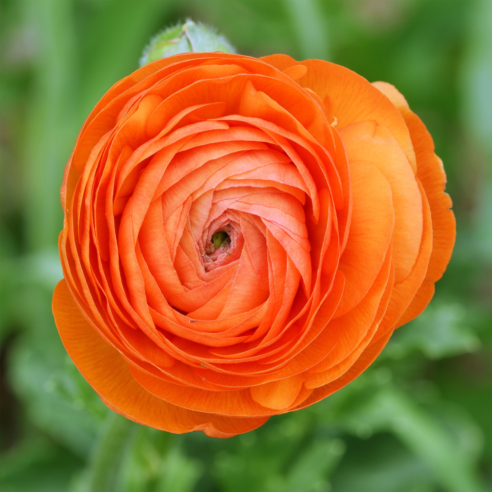 10 Asiatische Ranunkeln orange - Ranunculus asiaticus Orange - Bakker