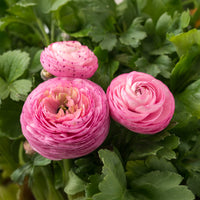 10 Asiatische Ranunkeln Rosa - Bakker