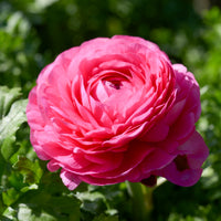 Ranunkel rosa (x10) - Ranunculus asiaticus Pink - Bakker