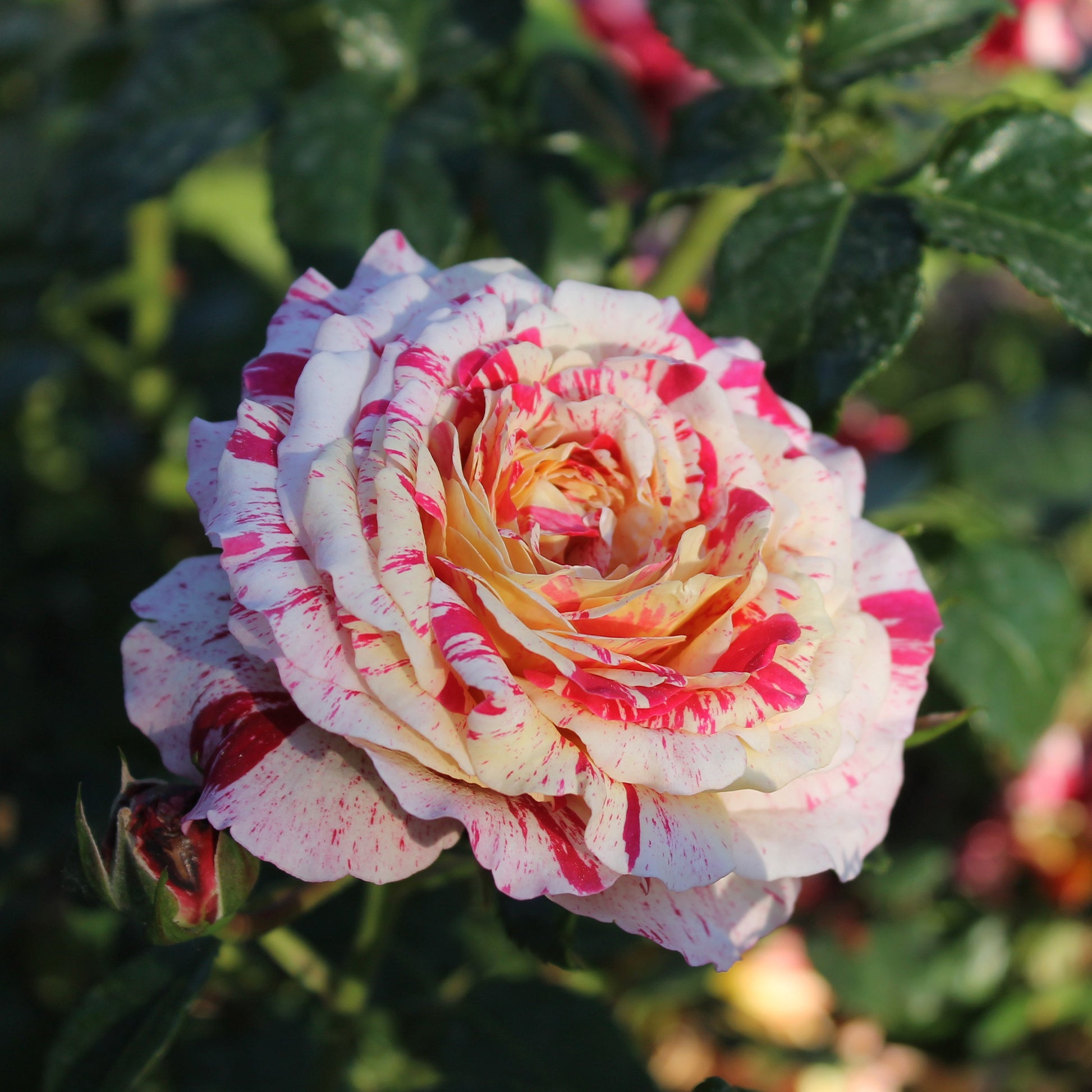 Rosa Abracadabra® Koramsaro - Abrakadabra-Rose - Rosen