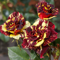 Abrakadabra-Rose - Rosa Abracadabra® Koramsaro - Bakker