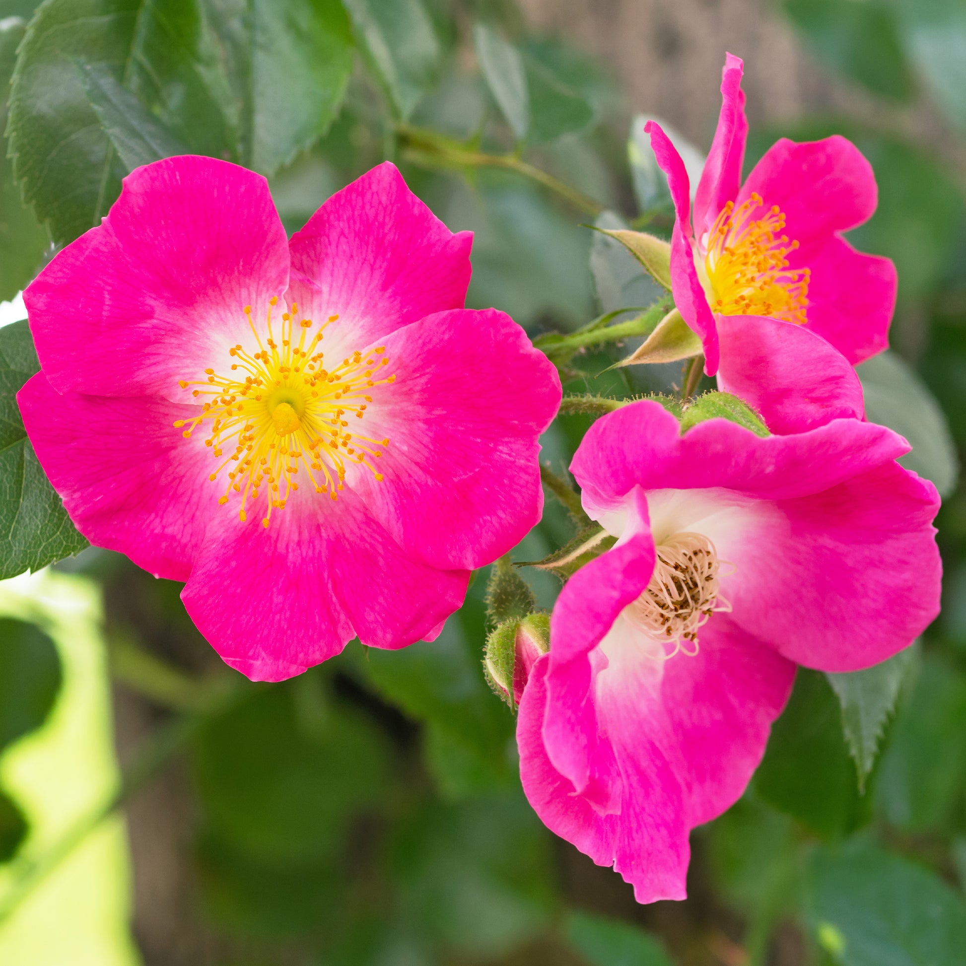 Ramblerrose American Pillar - Rosa wichuraiana American Pillar - Bakker