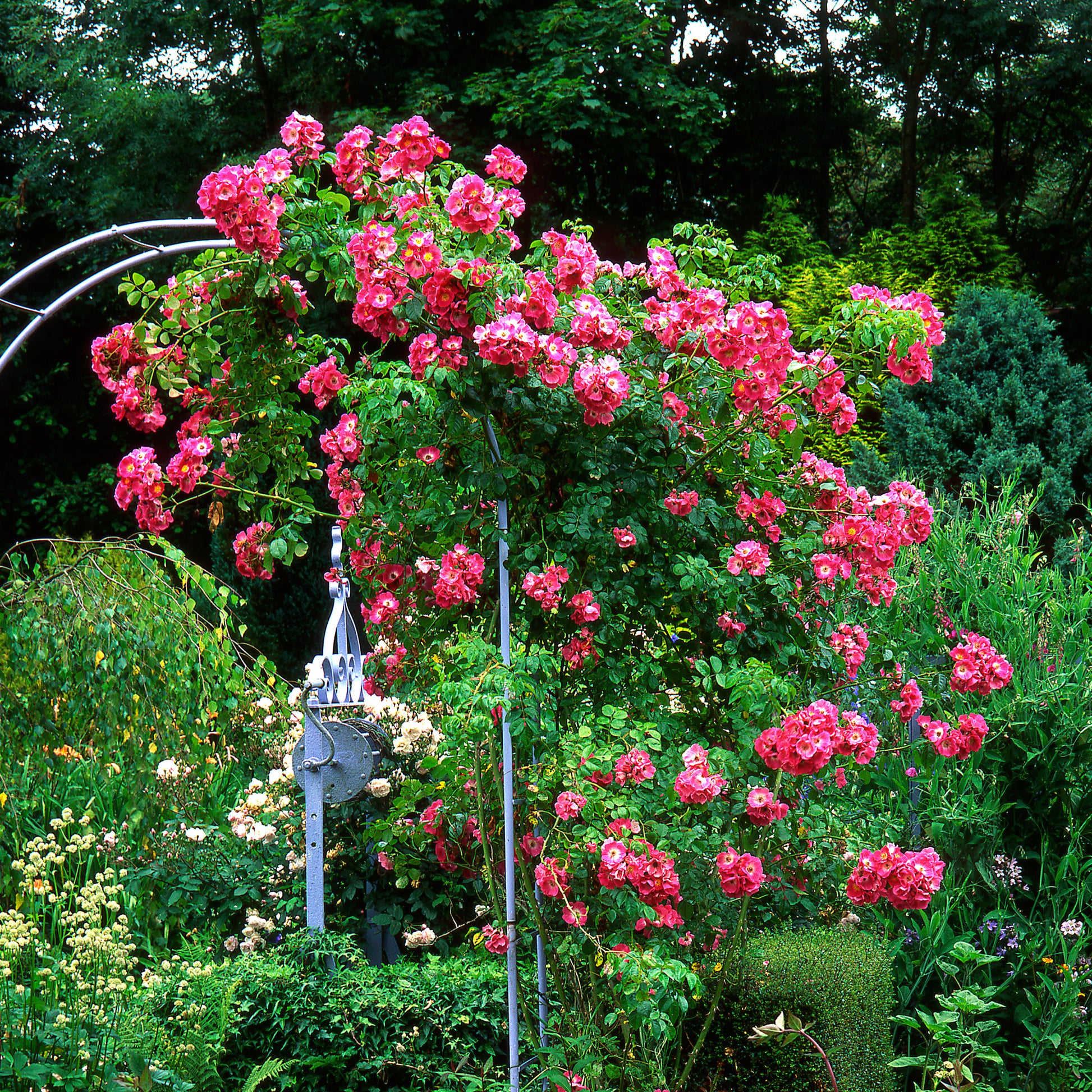 Ramblerrose American Pillar - Bakker