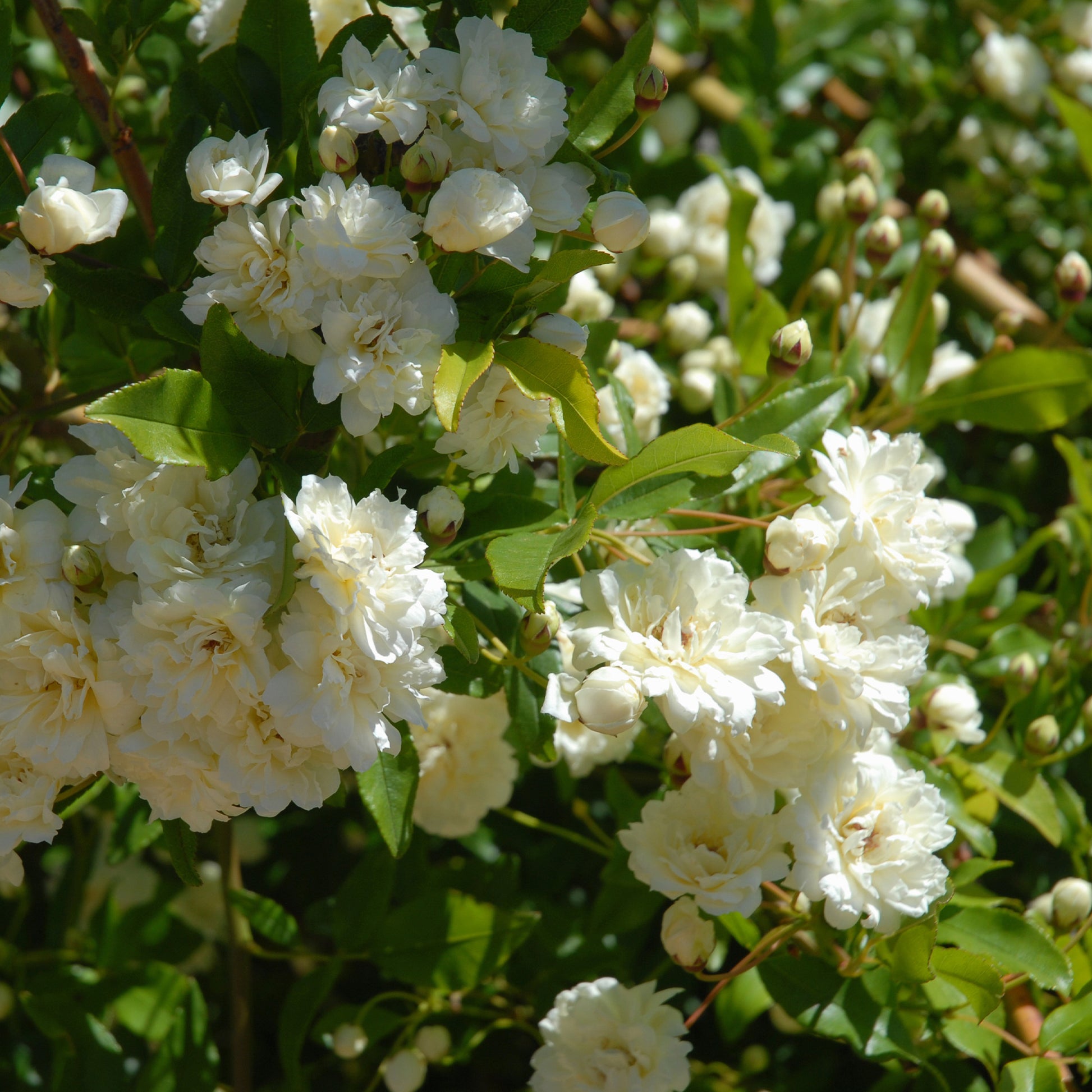 Banks-Rose Alba Plena - Rosa banksiae Alba Plena - Bakker