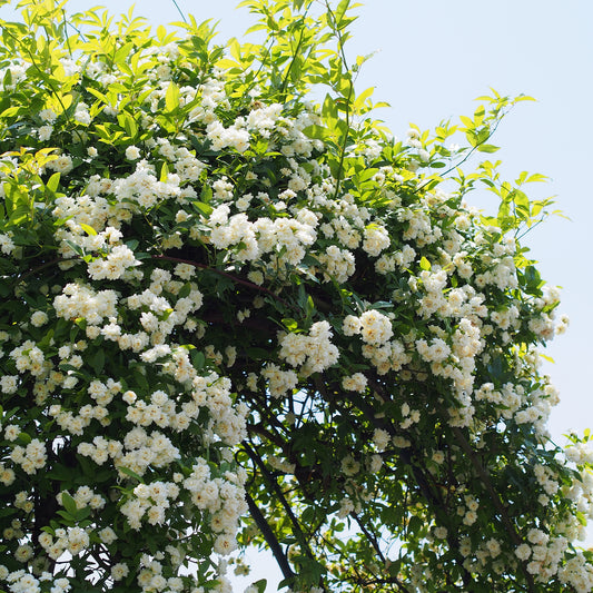 Kletterrose Banks Alba Plena - Bakker