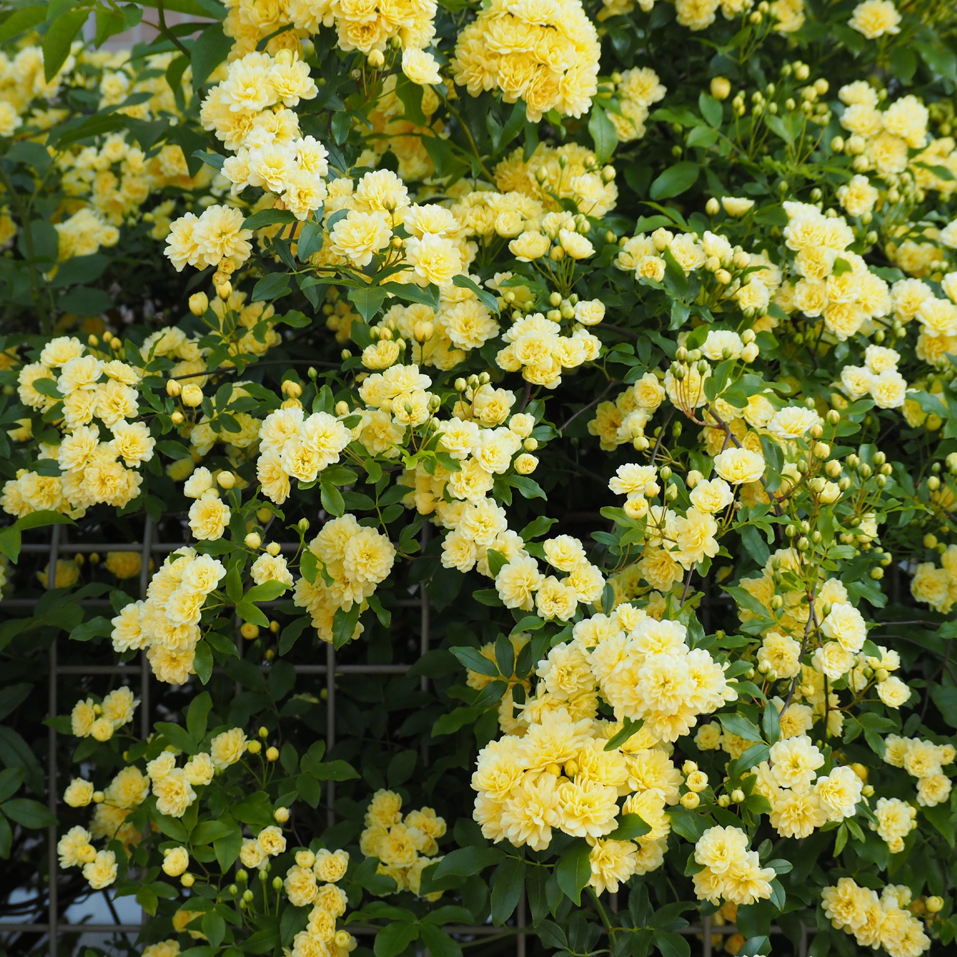 Rosa banksiae Lutea Kletterrose - Rosa banksiae Lutea - Bakker