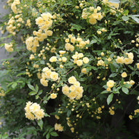 Rosa banksiae Lutea - Kletterrose Banks gelbe - Kletterrosen