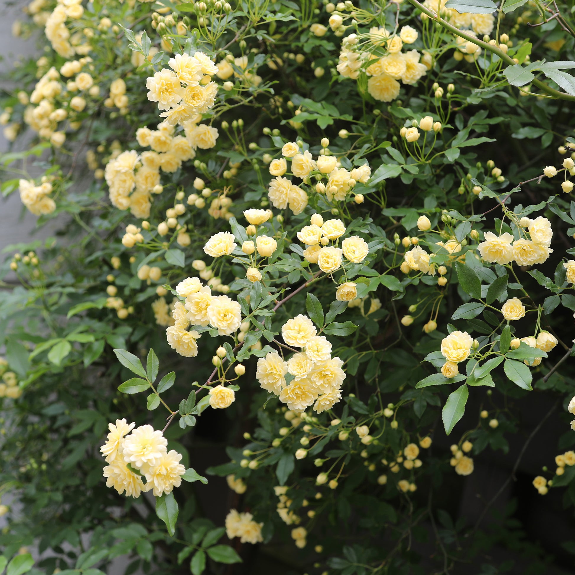 Rosa banksiae Lutea - Rosa banksiae Lutea Kletterrose - Rosen