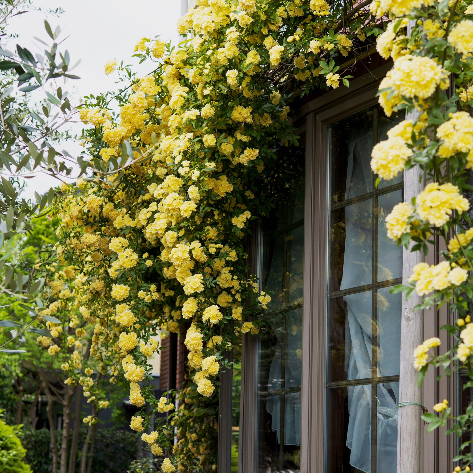 Rosa banksiae Lutea Kletterrose - Bakker