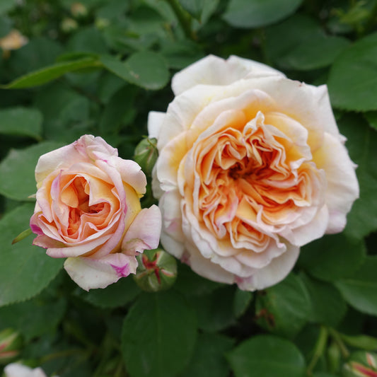 Kletterrose Bathsheba®. - Bakker