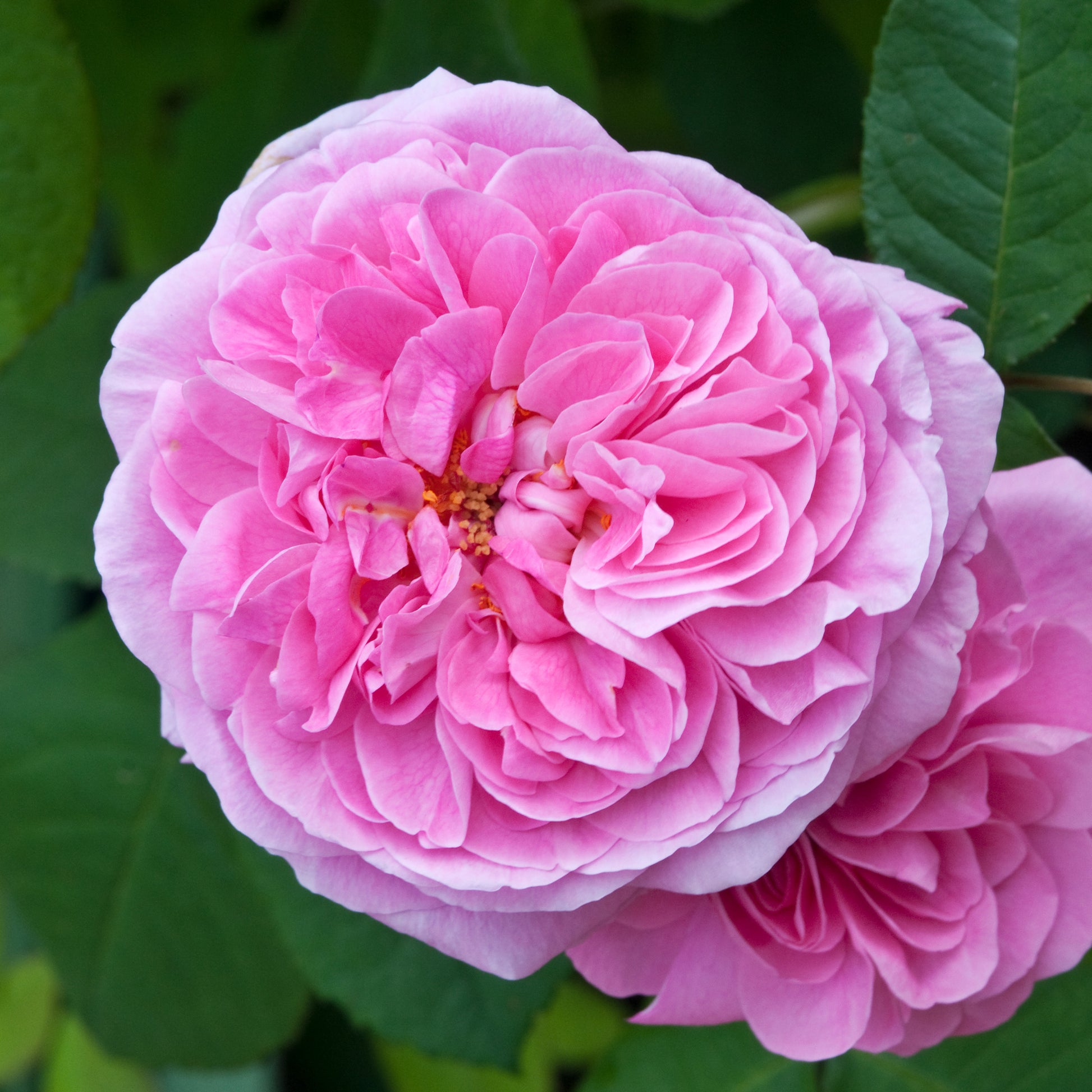 Rosa Gertrude Jekyll® Ausbord - Gertrude Jekyll® Kletterrose - Rosen