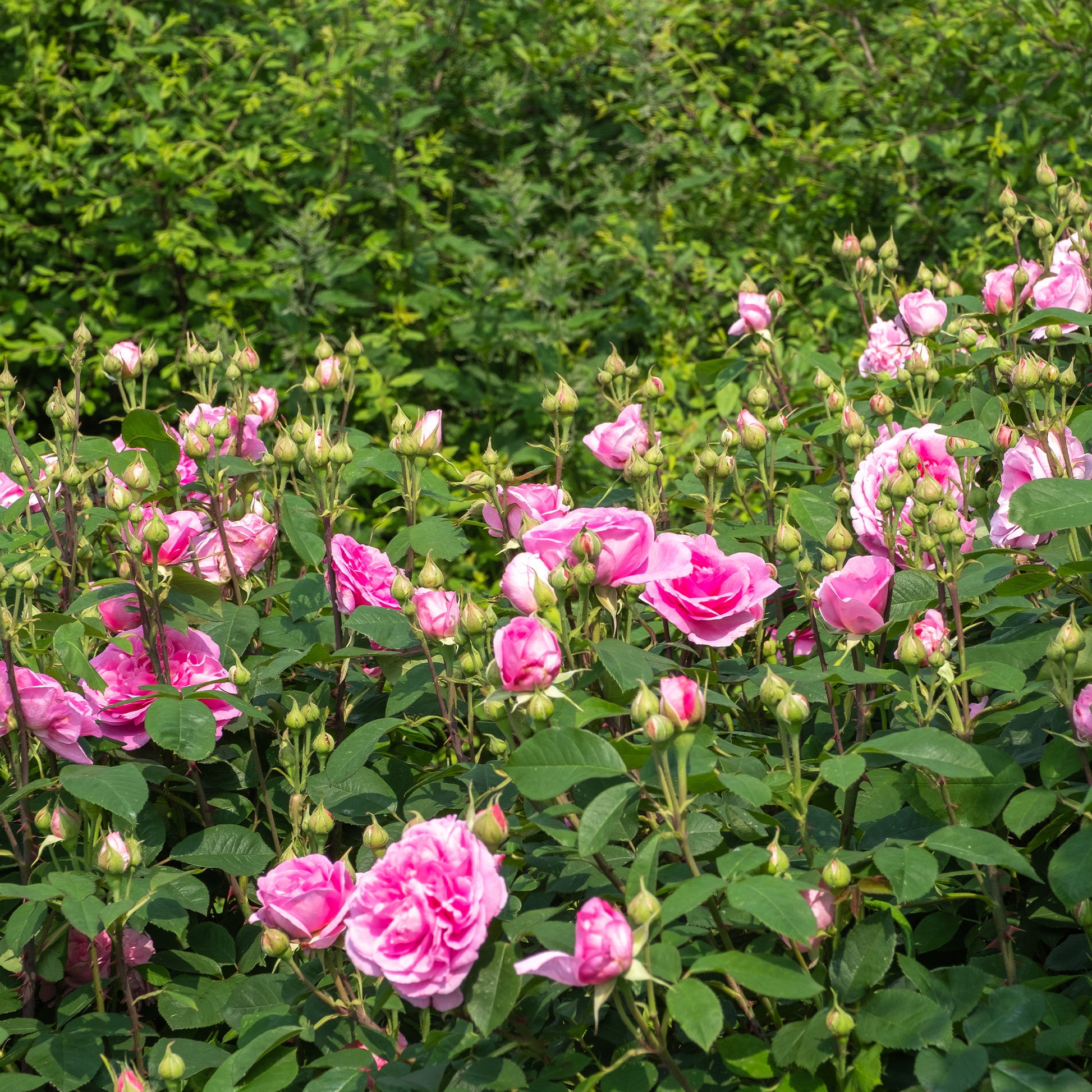 Gertrude Jekyll® Kletterrose - Bakker