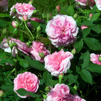 Gertrude Jekyll® Kletterrose - Rosa Gertrude Jekyll® Ausbord - Bakker