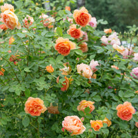 Lady of Shalot®-Rose - Bakker