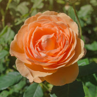 Rosen - Englische Rose 'Lady of Shalott'® - Rosa Lady of Shalott® Ausnyson