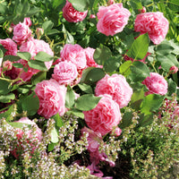 Alte Rose Louise Odier - Rosa Louise Odier - Bakker