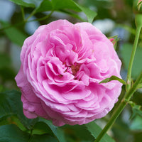 Historische Rose ‘Louise Odier’ - Bakker