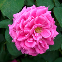 Kletterrose Mme Isaac Pereire - Rosa Madame Isaac Pereire - Bakker