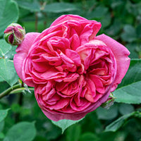 Bourbonrose 'Madame Isaac Pereire' - Rosa Madame Isaac Pereire - Bakker