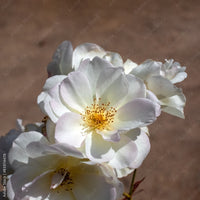 Rose Penelope - Rosa moschata Pénélope - Bakker