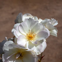 Strauchrose ‘Penelope’ - Rosa moschata Pénélope - Bakker